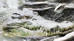 Salzwasserkrokodile lauern nicht nur im S&uuml;&szlig;wasser auf Beute - sie k&ouml;nnen auch im Salzwasser &uuml;berleben ... und gehen im offenen Ozean auf Jagd.