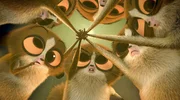 Mort entwickelt einige Persönlichkeiten, mit denen er im Geiste die Rettungsaktion von King Julien und den Sturz von König Koto plant. Auf die übrigen Dschungelbewohner wirkt er dadurch mehr als seltsam.