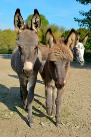 Auf die Zwergeseldamen wartet heute Leinentraining.