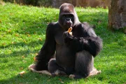 Im Zoo Berlin bekommt Gorilla Ivo ein Klickertraining.