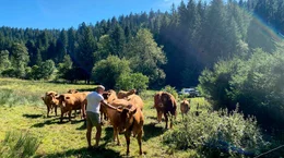 Kühe auf einer Wiese Kühe auf einer Wiese