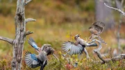 Ein junger Sperber greift einen Eichelhäher an, ein zweiter Häher ergreift die Flucht. Weitere Fotos erhalten Sie auf Anfrage. © NDR/Silverback Films 2015, honorarfrei - Verwendung gemäß der AGB im engen inhaltlichen, redaktionellen Zusammenhang mit genannter NDR-Sendung bei Nennung "Bild: NDR/Silverback Films 2015" (S2). NDR Presse und Information/Fotoredaktion, Tel: 040/4156-2306 oder -2305, pressefoto@ndr.de