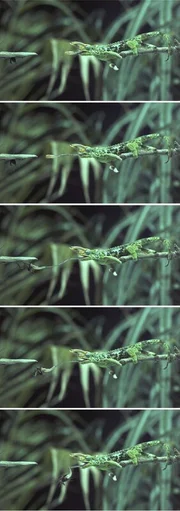 Chamäleon - Bewegungs-Studie. Chamäleon - Bewegungs-Studie.