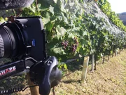 Blaue Wildbacher-Rebe.