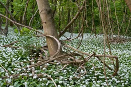 Bärlauch im Auwald.
