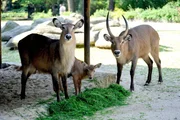 Wasserbockfamilie im Zoo Berlin