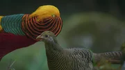 Balz in einem Wald Zentralchinas: Ein Goldfasan versucht eine Artgenossin zur Paarung zu bewegen.
