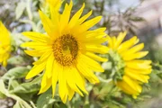 Sonnenblumen auf dem Biohof von Irmi Kinker in Rosshaupten.