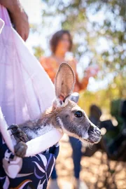 K&auml;ngurubabys bleiben bis zu zwei Jahre im Beutel ihrer M&uuml;tter. In einer Auffangstation f&uuml;r verwaiste Tiere dienen Umh&auml;ngetaschen, die von Helfern und Helferinnen spazieren getragen werden, als Ersatz.