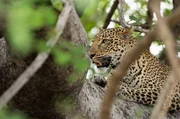 Eine junge Leopardin ruht sich in den Bäumen aus, bevor sie Jagd auf eine Impalaherde macht.
