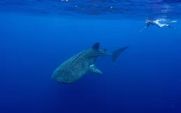 Walhaie sind die gr&ouml;&szlig;ten Fische der Welt, sie k&ouml;nnen mehr als zehn Meter lang werden. Im Chagos-Archipel statten Forschende die Tiere mit kleinen Sendern aus, um mehr &uuml;ber ihr Verhalten zu erfahren.
