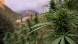 Ausgangspunkt der Haschischroute: Im Rif hat der Cannabisanbau eine lange Tradition. Doch die Bergbauern k&ouml;nnen kaum vom Anbau leben.