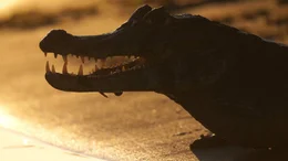 Der Kaiman ist ein Verwandter des Alligators. Man kann sie jedoch an ihrer k&uuml;rzeren Schnauze gut unterscheiden.