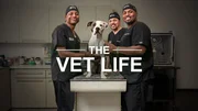 Drs Blue, Lavigne, and Ross with dog in exam room Drs Blue, Lavigne, and Ross with dog in exam room