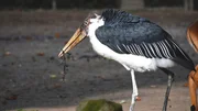 Marabu-Mann Kinjago möchte nichts von seiner Henne wissen.