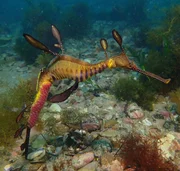 Seedrache  +++ Die Verwendung des sendungsbezogenen Materials ist nur mit dem Hinweis und Verlinkung auf RTL+ gestattet. +++