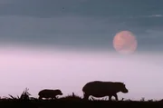 Flusspferd mit Kalb bei Sonnenuntergang