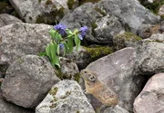 Pfeifhasen leben vor allem in den Blockhalden der Gebirge und ernähren sich von Blumen und Kräutern.
