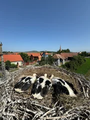 Platz mit Aussicht: Die Storchenk&uuml;ken wachsen hoch &uuml;ber den D&auml;chern von Sanpaul auf.