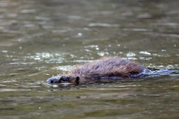 Biber, Wienfluss.