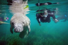 Die Rundschwanzseekuh, auch Manati genannt, ist eine der langsamsten Kreaturen des Meeres und lebt in warmen K&uuml;stengew&auml;ssern.