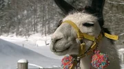 Ötscher Lamas.