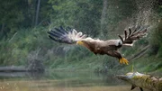 Der Wappenvogel Österreichs geht auf die Jagd: Seeadler greifen sich große Fische, Bläßhühner und Enten. Der Wappenvogel Österreichs geht auf die Jagd: Seeadler greifen sich große Fische, Bläßhühner und Enten.