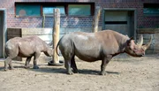 Die Nashörner im Berliner Zoo sind früh am Morgen noch ein wenig launisch.