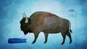 Der Steppenbison war ein gefährlicher Riese. Genetisch ist er ein Vorfahr des amerikanischen Bisons. Der Steppenbison war ein gefährlicher Riese. Genetisch ist er ein Vorfahr des amerikanischen Bisons.