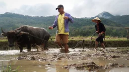 Am Mekong ist der Nassreisanbau &uuml;blich.
