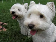 Westies wagging their tongues as seen on episode five of Dogs 101. Westies wagging their tongues as seen on episode five of Dogs 101.