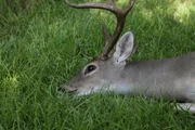 An injured deer that Wardens were called to investigate.