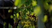 Weinlese.