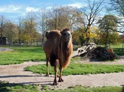 Szene aus "EISBÄR, AFFE & CO" – ein Trampeltier als Sensibelchen.
