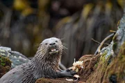 Der südamerikanische Küstenotter ist der kleinste Meeressäuger der Welt; von der Nase bis zur Schwanzspitze misst er kaum über einen Meter. Weitere Fotos erhalten Sie auf Anfrage.