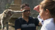 Die Langschwanzmakaken des Uluwatu Tempels in Indonesien haben eine neue Einnahmequelle gefunden: Sie bestehlen die Touristen und fordern Nahrungsmittel als Lösegeld für das gestohlene Gut. Hüte, Schuhe, Brieftaschen und Mobilphones sind nicht sicher vor ihrem flinken Zugriff. Die älteren, erfahrenere Makaken spezialisieren sich zunehmend auf wertvollere Beute und erhöhen den Preis.
