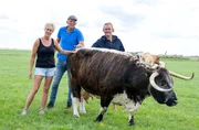 Frank Buchholz (r) auf der Hasthem Hoeve Longhorn Ranch bei Itte und Oane Smink (Mitte).
