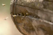 Die Ostafrikanische Bergbiene (Apis mellifera monticola) wird von den Kenianern "Olotoroi" genannt. Ihre Bienenstöcke sind in ausgehöhlten Baumstämmen.
