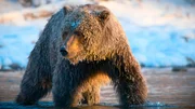 Die Reise unserer Erde um die Sonne bestimmt alles Leben auf unserem Planeten. Auf keinem anderen gibt es Jahreszeiten. Christoph Maria Herbst erzählt wie Tiere den ständigen Wechsel von Wetter, Klima und Tageslänge meistern. Grizzlybär