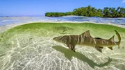 Zitronenhaie bringen ihre Nachkommen vor Bimini/Bahamas im seichten Wasser zur Welt, damit diese in den &uuml;berschwemmten Mangrovenw&auml;ldern vor Gro&szlig;fischen in Sicherheit sind.