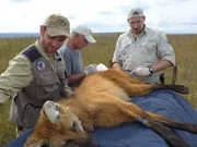 Das Team bei der Untersuchung von einem Mähnenwolf. Das Team bei der Untersuchung von einem Mähnenwolf.