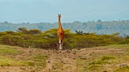eine Giraffe