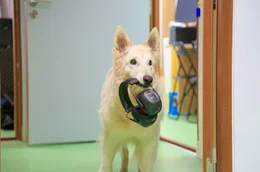 Wie viel menschliche Sprache k&ouml;nnen Hunde tats&auml;chlich verstehen? Eine breit angelegte Studie soll der Kommunikation zwischen Mensch und Hund auf den Grund gehen.