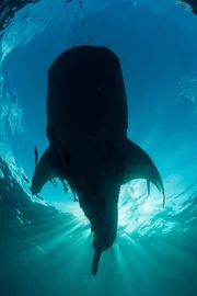 Der Walhai ist der größte Fisch der Weltmeere. Der Walhai ist der größte Fisch der Weltmeere.