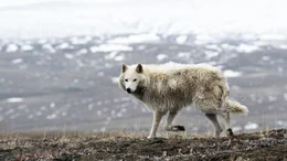 Arctic wolf Arctic wolf
