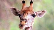 Aufgrund ihrer langen H&auml;lse k&ouml;nnen Giraffen auch Nahrung in B&auml;umen fressen, die kleinere Tiere nicht erreichen.