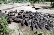 Flusspferde drängen sich in einem Wasserloch dicht zusammen.
