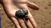 Dieses Amulett eines stilisierten Frosches fand sich nahe eines der Schlachtfelder am Amazonas. Der Überlieferung nach schenkten die kriegerischen Frauen diese Amulette ihren Liebhabern, mit denen sie sich einmal im Jahr vereinten, um Nachwuchs zu zeugen. Eine frappante Parallele zum antiken Amazonenmythos.