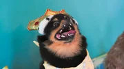 Schoßhündchen Sebastian feiert seinen Geburtstag im Hunde-Spa-Salon "The Club". Schoßhündchen Sebastian feiert seinen Geburtstag im Hunde-Spa-Salon "The Club".