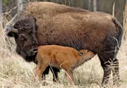 Eine Bisonkuh säugt ihr Kalb direkt neben dem Alaska Highway.